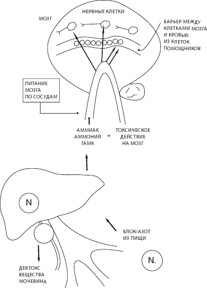 Иллюстрация к книге — О чем молчит печень. Как уловить сигналы самого крупного внутреннего органа, который предпочитает оставаться в тени [i_086.jpg]