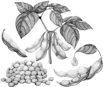 Иллюстрация к книге — О чем молчит печень. Как уловить сигналы самого крупного внутреннего органа, который предпочитает оставаться в тени [i_121.jpg]