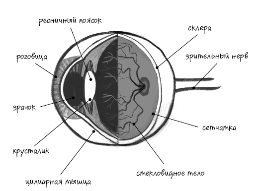 Иллюстрация к книге — История зрения: путь от светочувствительности до глаза [i_002.jpg]