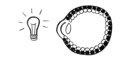 Иллюстрация к книге — История зрения: путь от светочувствительности до глаза [i_007.jpg]