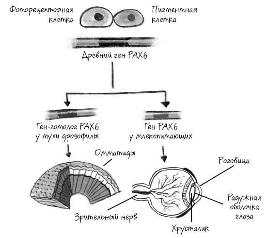 Иллюстрация к книге — История зрения: путь от светочувствительности до глаза [i_012.jpg]
