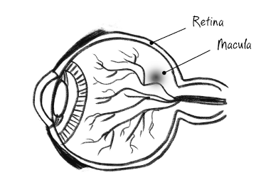 Иллюстрация к книге — История зрения: путь от светочувствительности до глаза [i_017.jpg]