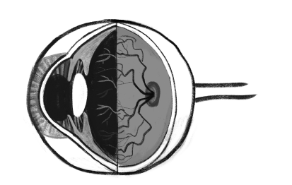 Иллюстрация к книге — История зрения: путь от светочувствительности до глаза [i_018.jpg]