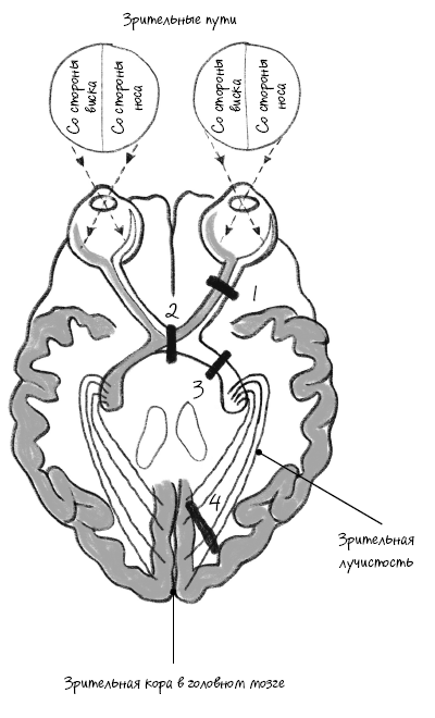 Иллюстрация к книге — История зрения: путь от светочувствительности до глаза [i_022.jpg]