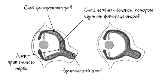 Иллюстрация к книге — История зрения: путь от светочувствительности до глаза [i_024.jpg]