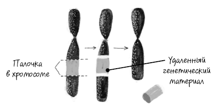 Иллюстрация к книге — История зрения: путь от светочувствительности до глаза [i_030.jpg]