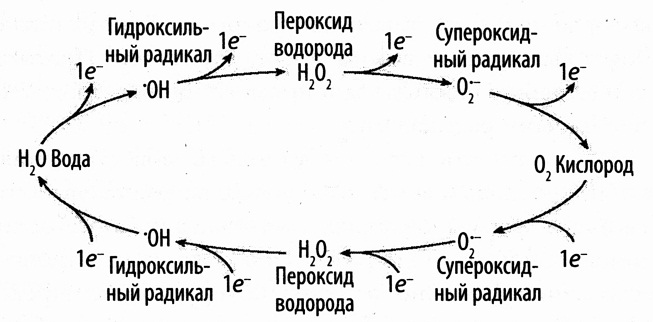 Иллюстрация к книге — Кислород. Молекула, изменившая мир [i_007.jpg]