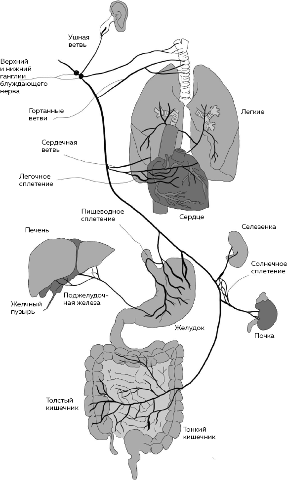 Иллюстрация к книге — Блуждающий нерв. Что это такое и за что отвечает? Как воздействие на самый загадочный канал тела поможет преодолеть тревожность и улучшить самочувствие [i_002.jpg]