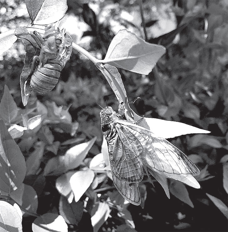 Иллюстрация к книге — Эта странная математика. На краю бесконечности и за ним [i_021.jpg]