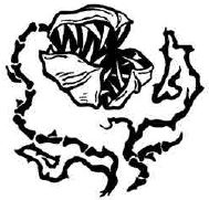 Иллюстрация к книге — Навия. Проклятие [i_021.jpg]