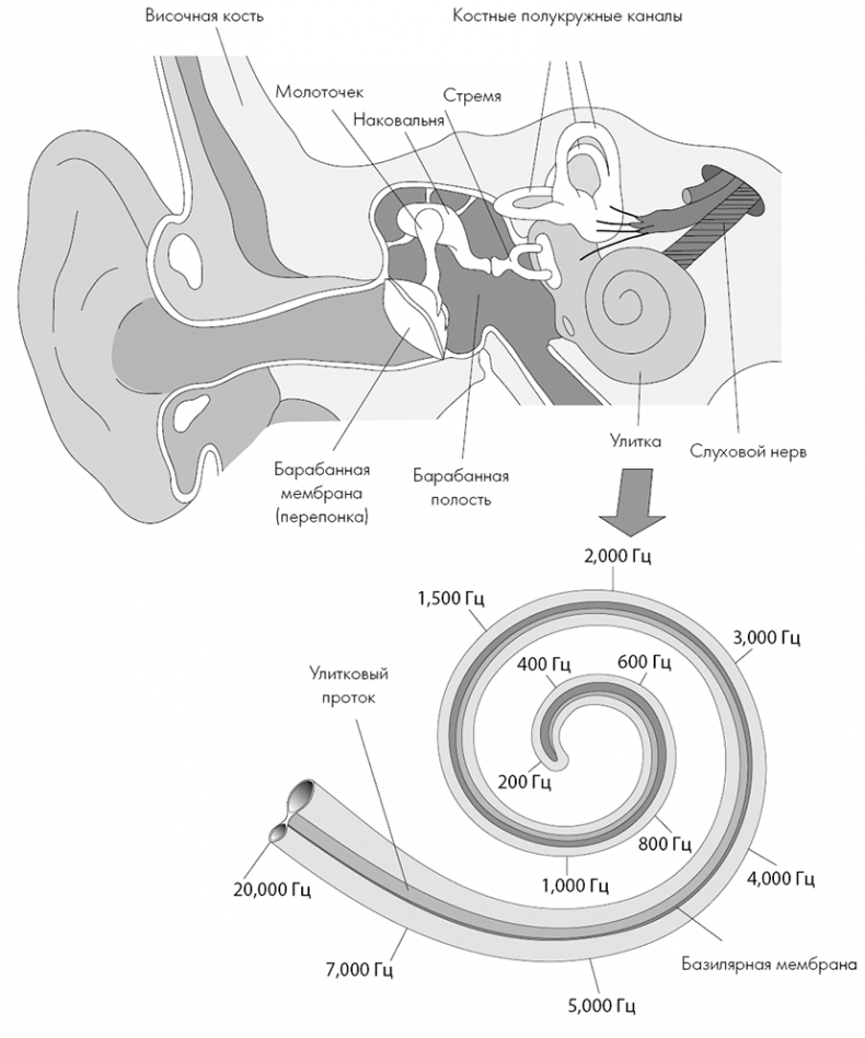 Иллюстрация к книге — Музыкальный инстинкт. Почему мы любим музыку [i_004.jpg]