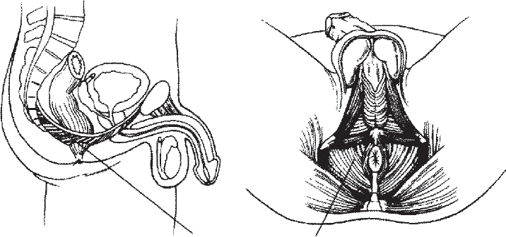 Иллюстрация к книге — Мульти-оргазмический мужчина. Как каждый мужчина может испытать множественный оргазм и сделать потрясающими свои сексуальные отношения [i_006.jpg]