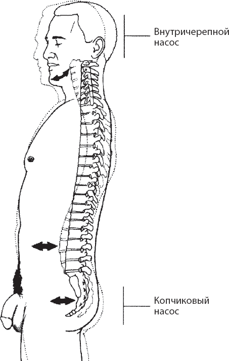 Иллюстрация к книге — Мульти-оргазмический мужчина. Как каждый мужчина может испытать множественный оргазм и сделать потрясающими свои сексуальные отношения [i_013.jpg]