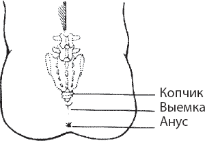 Иллюстрация к книге — Мульти-оргазмический мужчина. Как каждый мужчина может испытать множественный оргазм и сделать потрясающими свои сексуальные отношения [i_016.jpg]