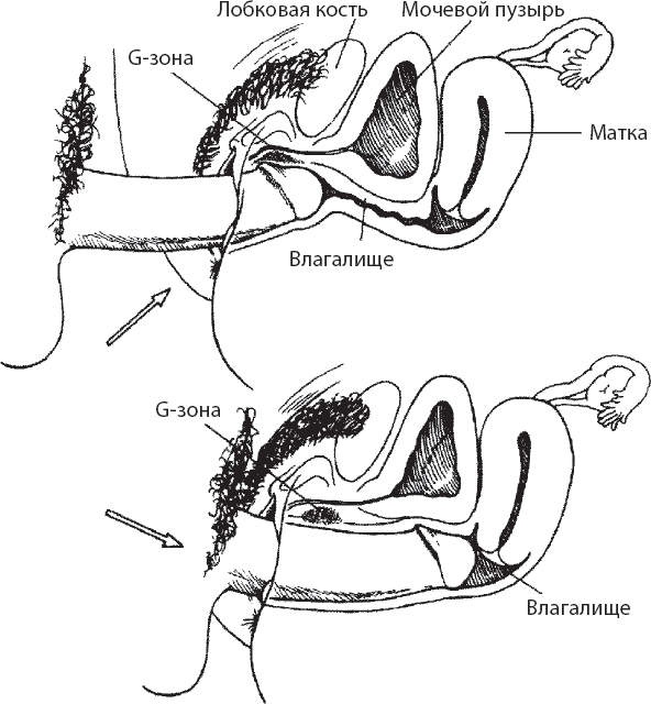 Иллюстрация к книге — Мульти-оргазмический мужчина. Как каждый мужчина может испытать множественный оргазм и сделать потрясающими свои сексуальные отношения [i_020.jpg]