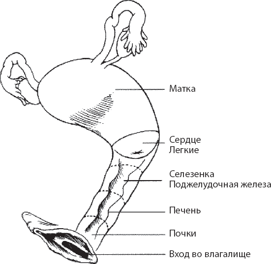 Иллюстрация к книге — Мульти-оргазмический мужчина. Как каждый мужчина может испытать множественный оргазм и сделать потрясающими свои сексуальные отношения [i_022.jpg]