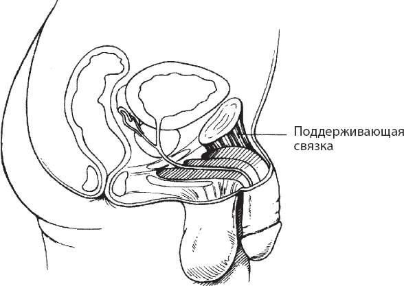 Иллюстрация к книге — Мульти-оргазмический мужчина. Как каждый мужчина может испытать множественный оргазм и сделать потрясающими свои сексуальные отношения [i_039.jpg]