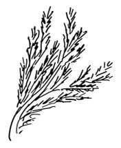 Иллюстрация к книге — Великолепная Прага. Город золотого волшебства [img_30.jpg]