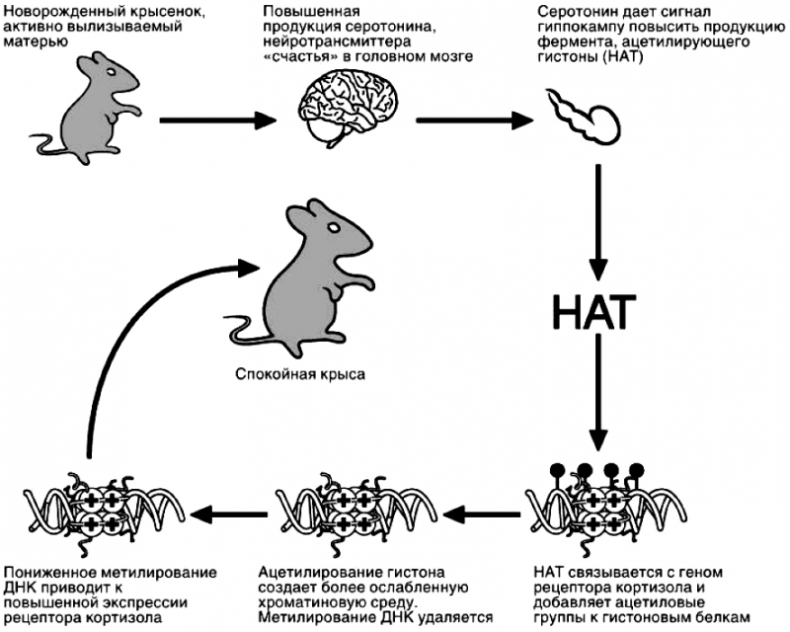 Иллюстрация к книге — «Павловизация» дрессировки и мифология инстинкта [i_012.jpg]
