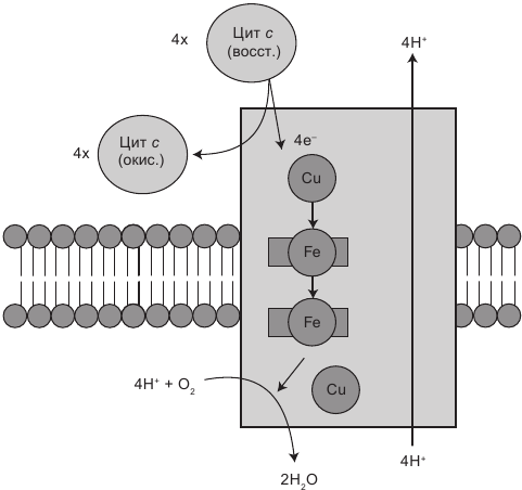 Иллюстрация к книге — Эгоистичная митохондрия. Как сохранить здоровье и отодвинуть старость [i_007.jpg]