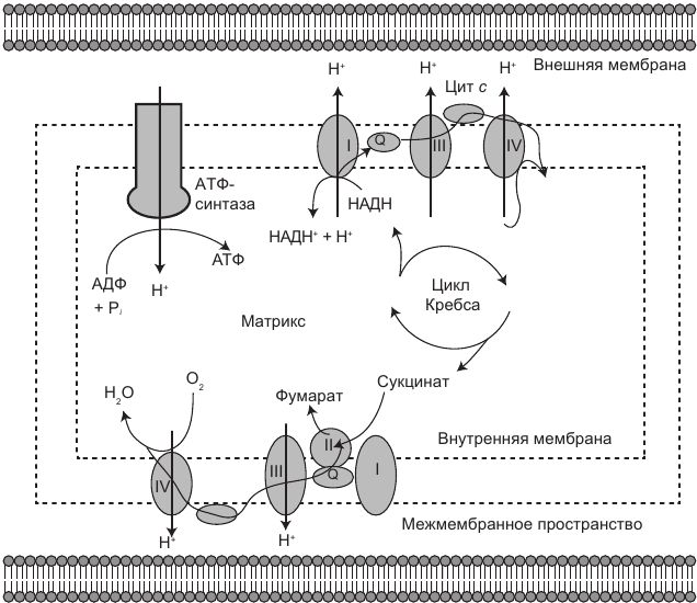 Иллюстрация к книге — Эгоистичная митохондрия. Как сохранить здоровье и отодвинуть старость [i_009.jpg]