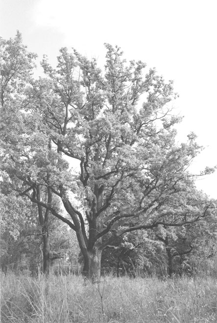 Иллюстрация к книге — Царское Село. Знакомое и незнакомое [i_070.jpg]