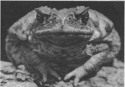 Иллюстрация к книге — Весь мир: Записки велосипедиста [i_063.jpg]