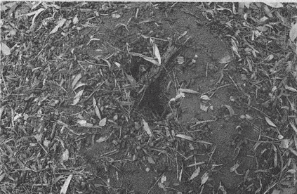 Иллюстрация к книге — Весь мир: Записки велосипедиста [i_072.jpg]