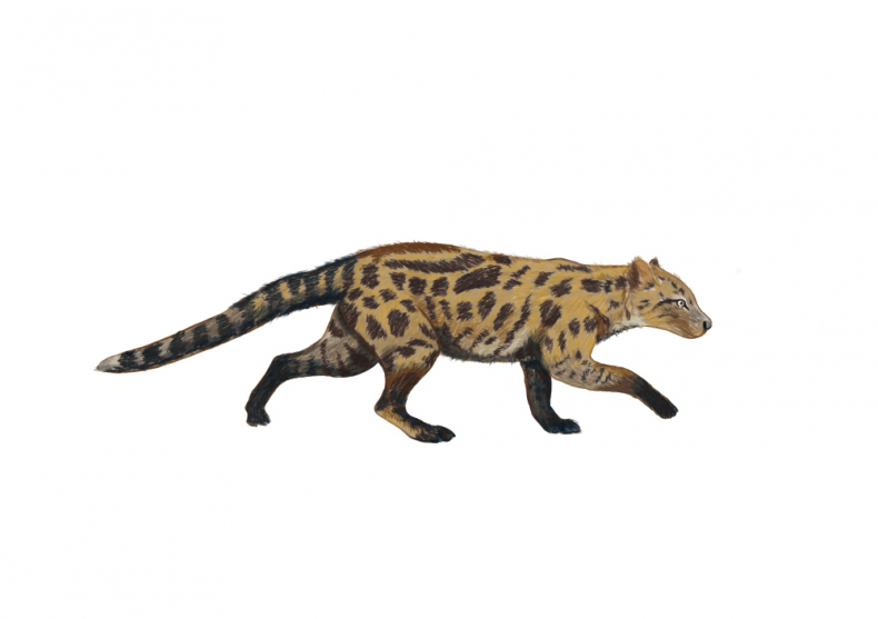 Иллюстрация к книге — Палеонтология антрополога. Иллюстрированный путеводитель в зверинец прошлого [i_007.jpg]