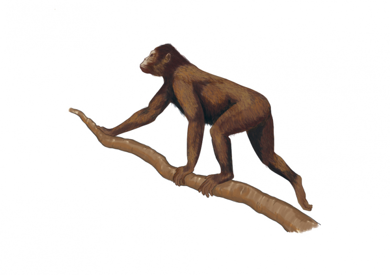 Иллюстрация к книге — Палеонтология антрополога. Иллюстрированный путеводитель в зверинец прошлого [i_009.jpg]