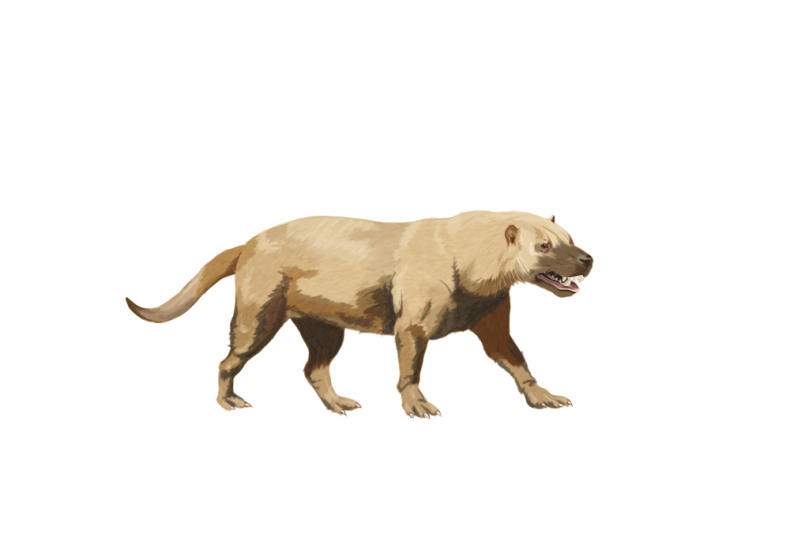 Иллюстрация к книге — Палеонтология антрополога. Иллюстрированный путеводитель в зверинец прошлого [i_019.jpg]