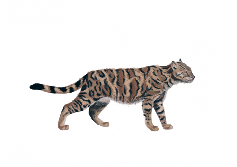 Иллюстрация к книге — Палеонтология антрополога. Иллюстрированный путеводитель в зверинец прошлого [i_020.jpg]