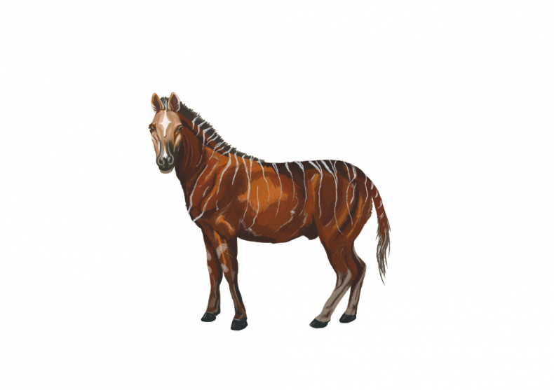 Иллюстрация к книге — Палеонтология антрополога. Иллюстрированный путеводитель в зверинец прошлого [i_023.jpg]