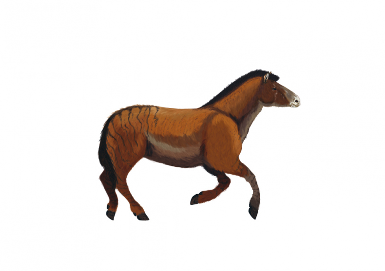 Иллюстрация к книге — Палеонтология антрополога. Иллюстрированный путеводитель в зверинец прошлого [i_029.jpg]