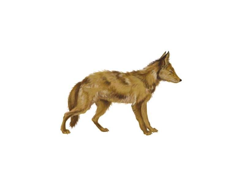 Иллюстрация к книге — Палеонтология антрополога. Иллюстрированный путеводитель в зверинец прошлого [i_031.jpg]