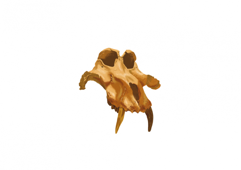 Иллюстрация к книге — Палеонтология антрополога. Иллюстрированный путеводитель в зверинец прошлого [i_033.jpg]