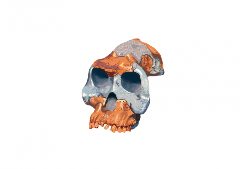 Иллюстрация к книге — Палеонтология антрополога. Иллюстрированный путеводитель в зверинец прошлого [i_037.jpg]