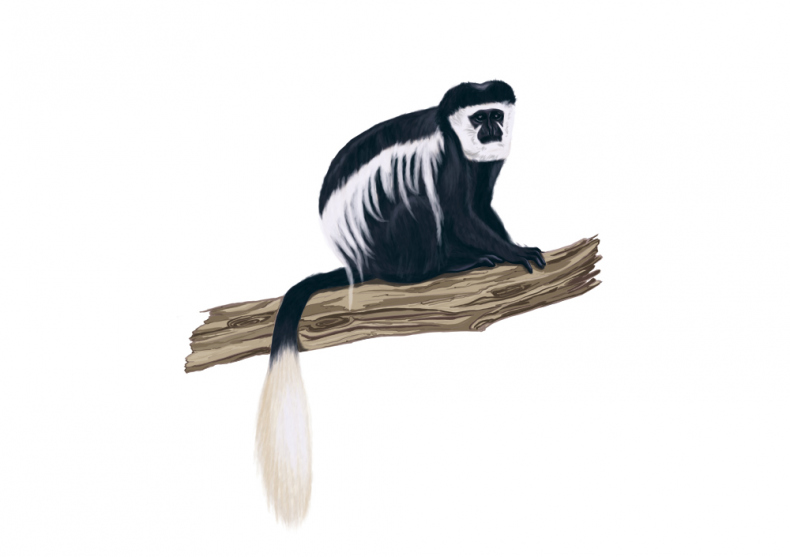 Иллюстрация к книге — Палеонтология антрополога. Иллюстрированный путеводитель в зверинец прошлого [i_041.jpg]