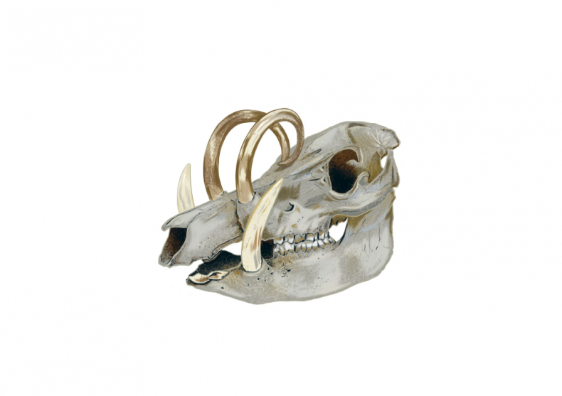 Иллюстрация к книге — Палеонтология антрополога. Иллюстрированный путеводитель в зверинец прошлого [i_042.jpg]