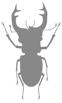 Иллюстрация к книге — Фабр. Восстание жуков [i_001.jpg]