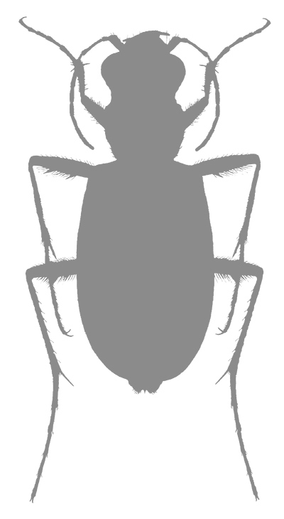 Иллюстрация к книге — Фабр. Восстание жуков [i_006.jpg]