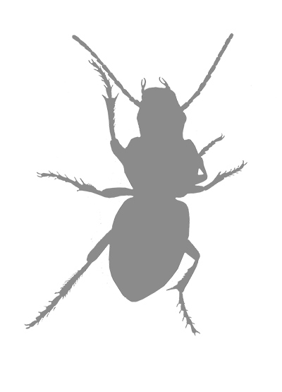 Иллюстрация к книге — Фабр. Восстание жуков [i_008.jpg]