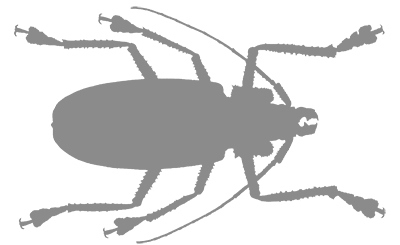 Иллюстрация к книге — Фабр. Восстание жуков [i_012.jpg]