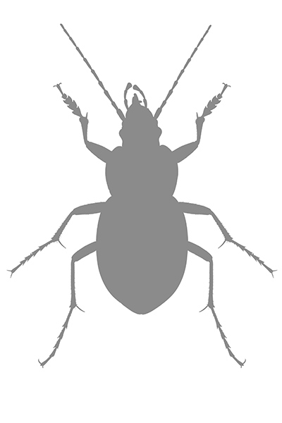 Иллюстрация к книге — Фабр. Восстание жуков [i_013.jpg]