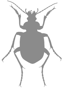 Иллюстрация к книге — Фабр. Восстание жуков [i_017.jpg]