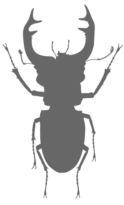 Иллюстрация к книге — Фабр. Королева жуков [i_002.jpg]