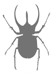 Иллюстрация к книге — Фабр. Королева жуков [i_003.jpg]