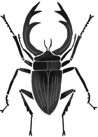 Иллюстрация к книге — Фабр. Королева жуков [i_010.jpg]