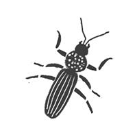 Иллюстрация к книге — Фабр. Королева жуков [i_012.jpg]