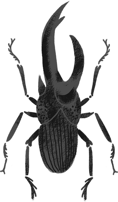 Иллюстрация к книге — Фабр. Королева жуков [i_013.jpg]